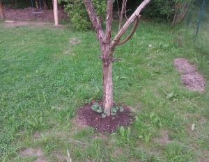 Bohnenbaum